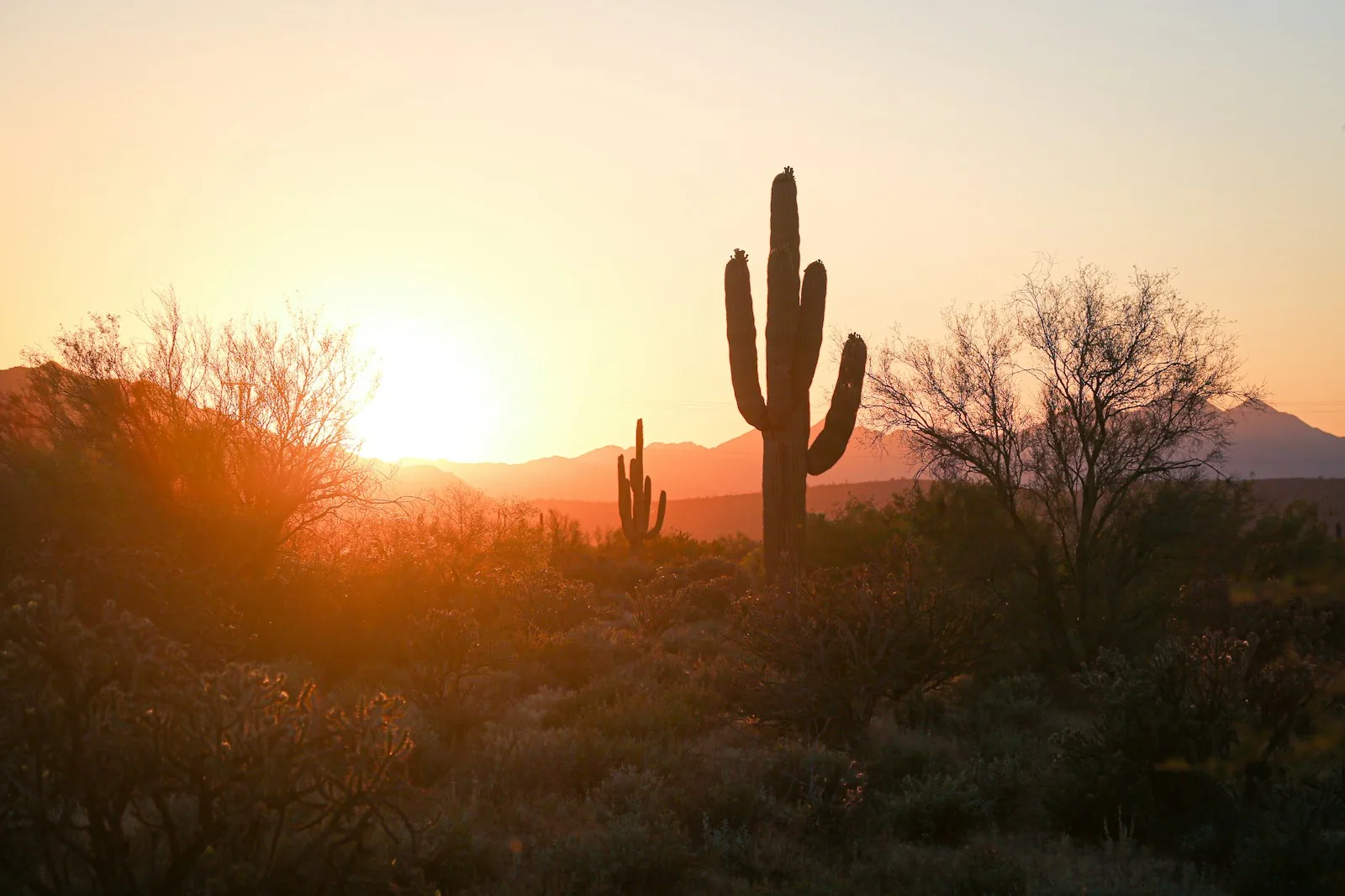 Saguaro silhouette against an Arizona sunset