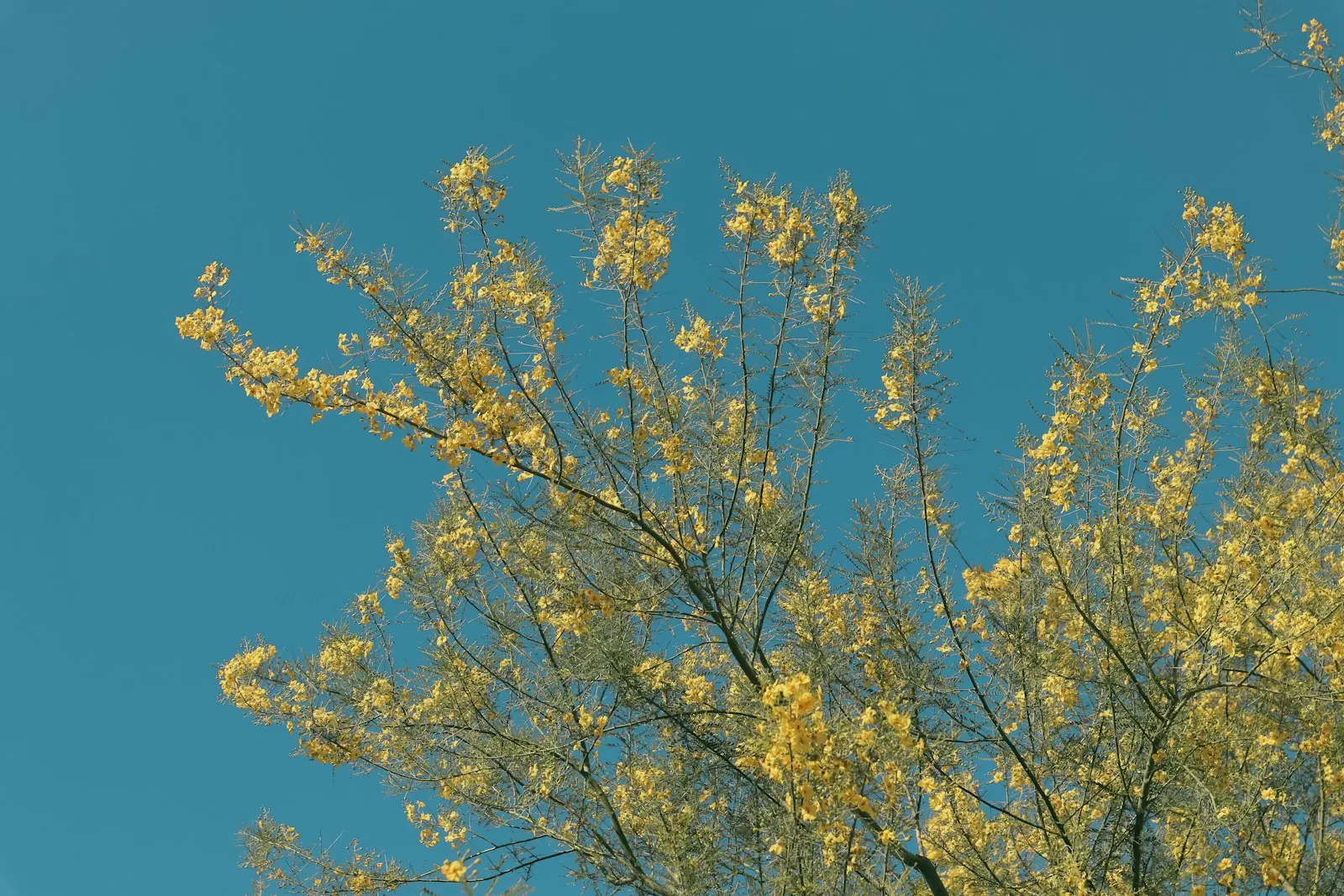 Palo verde tree blooming yellow against a clear blue sky