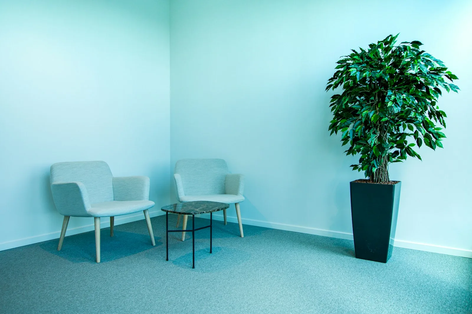 Two soft chairs and a plant against an aqua wall