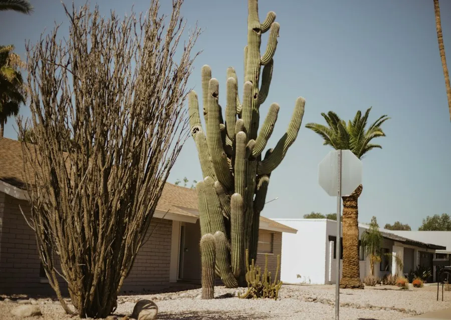 Desert street with saguaro, ocotillo and palms in front of low homes