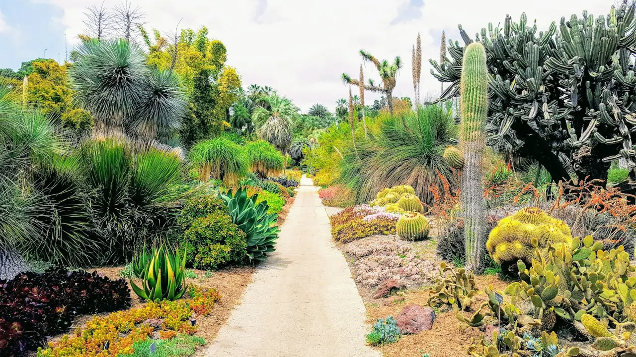 Gravel path through a lush desert garden