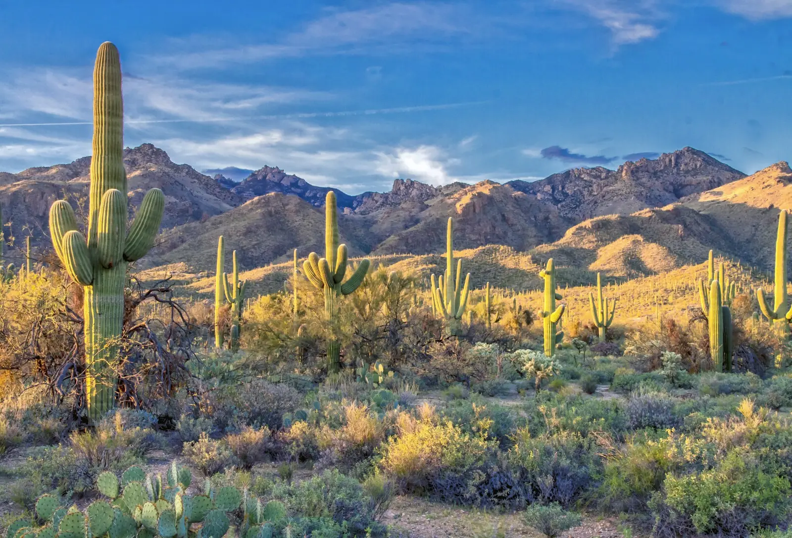 Sonoran Desert hills with saguaros and brittlebush in bloom