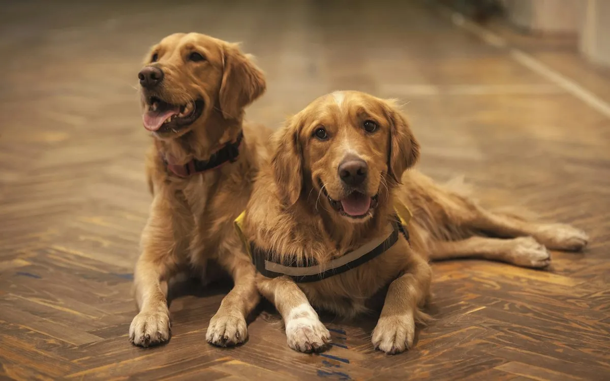 Pup-cam view: two golden retrievers resting side by side in the nap room