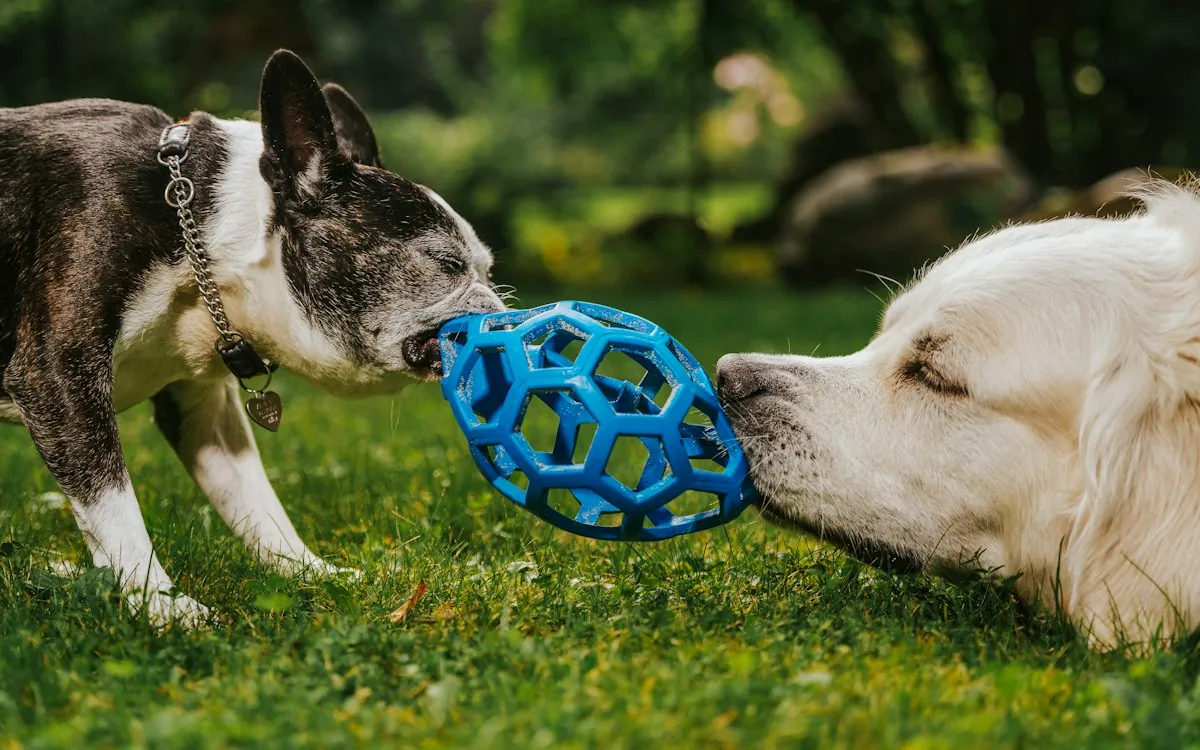 Pup-cam view: two dogs tugging on a blue ball toy in the play yard