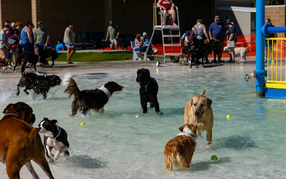 Pup-cam view: dogs playing in the shallow splash pad