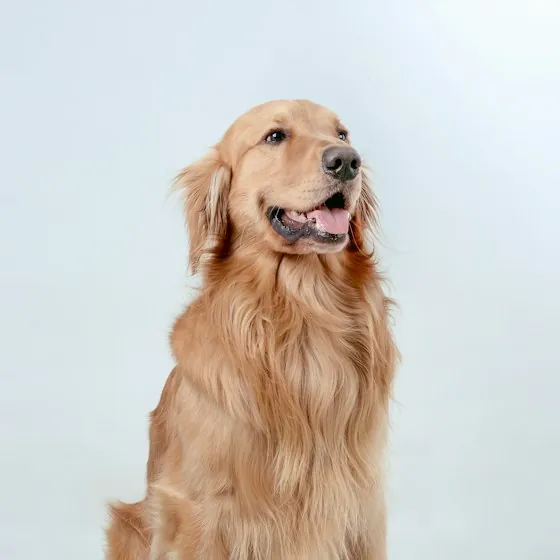 Smiling golden retriever