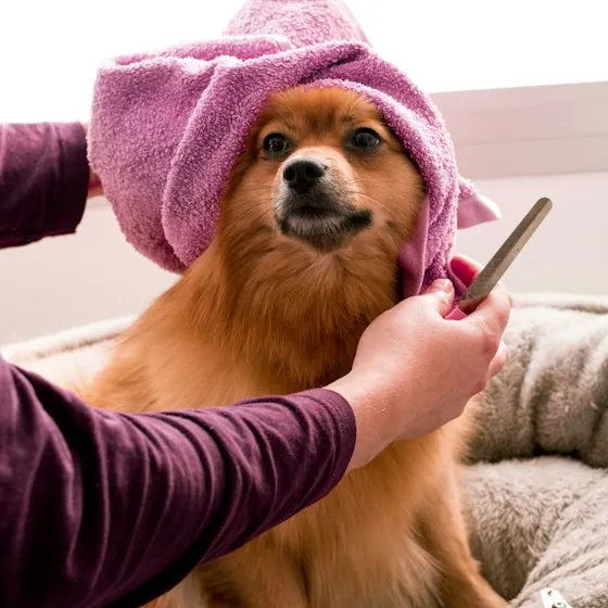 Pomeranian wrapped in a pink towel after a bath