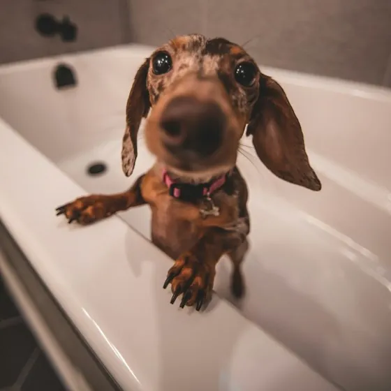 Dachshund peeking over the edge of a white bathtub