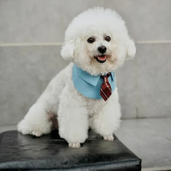 Fresh-groomed white bichon wearing a blue bandana