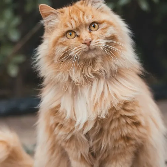 Fluffy ginger cat with amber eyes
