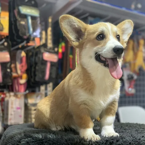 Happy corgi puppy with its tongue out