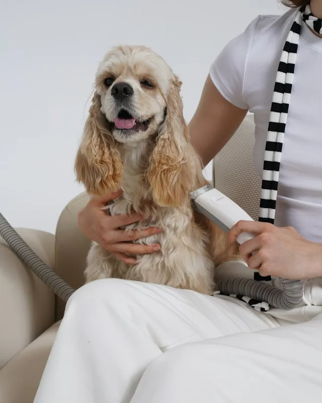 Handler brushing a happy cocker spaniel