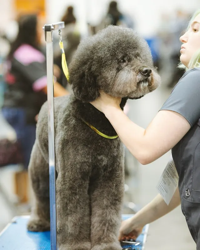 Groomer shaping the coat of a gray poodle on a grooming table