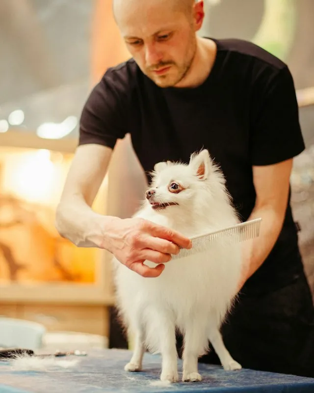Groomer brushing a fluffy white spitz on a table
